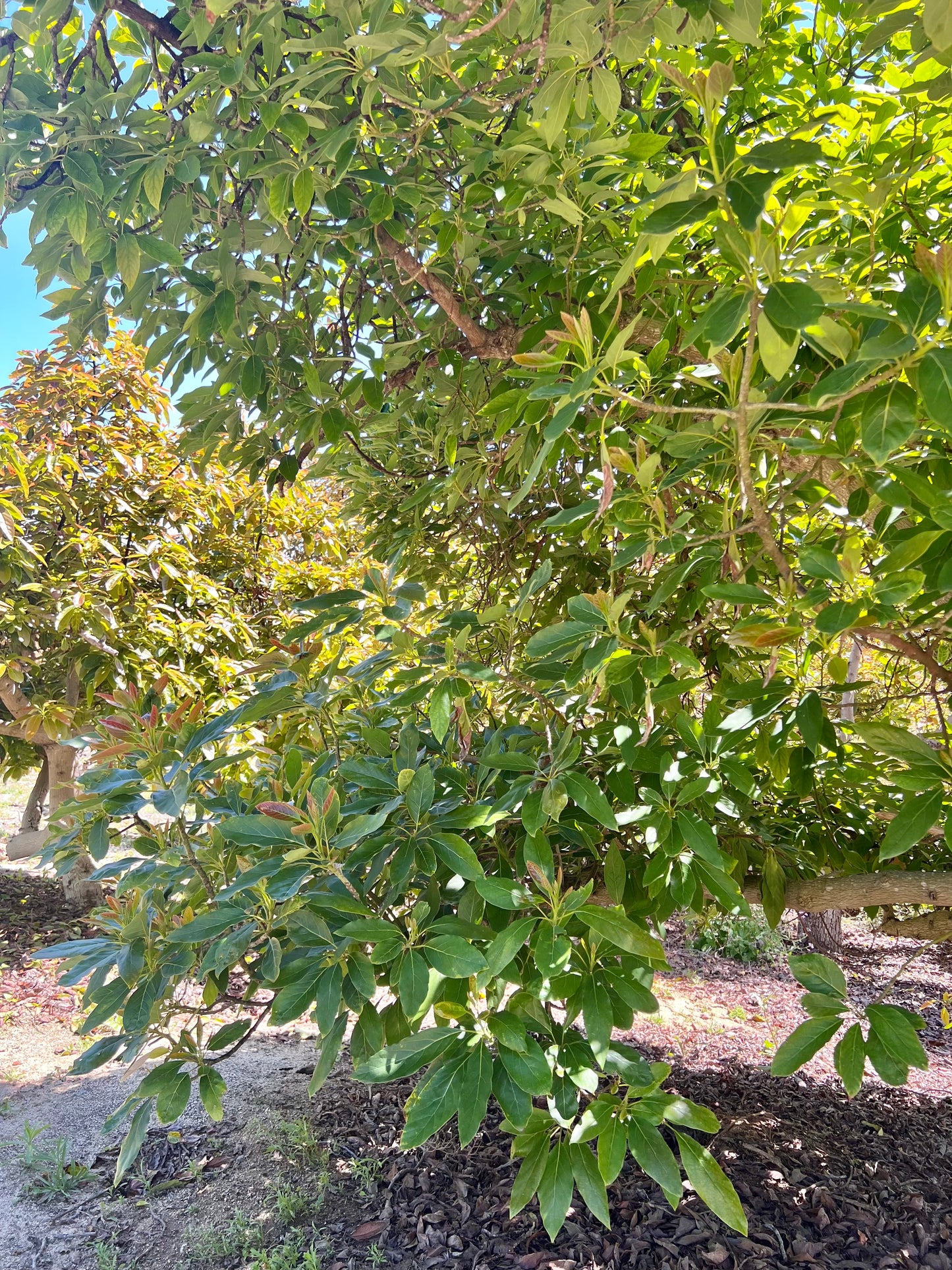 SoCal Avo Box - SUMMER '24